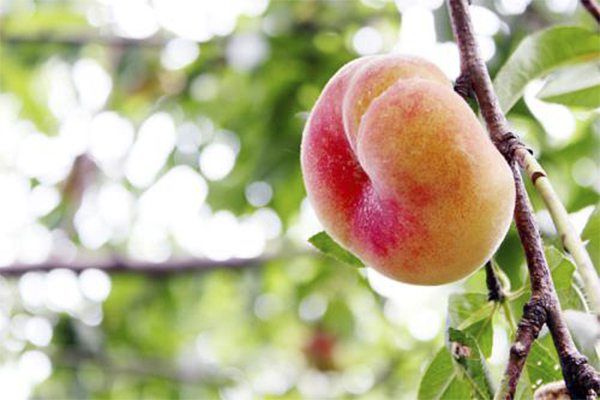 蟠桃的病虫害预防和治疗