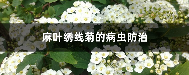 麻叶绣线菊的病虫预防和治疗