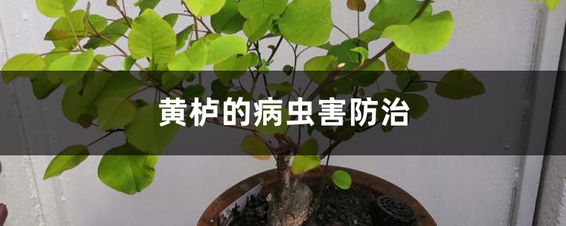 黄栌的病虫害预防和治疗