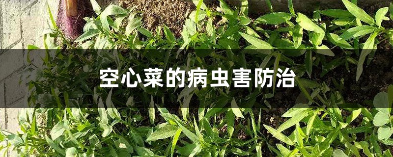 空心菜的病虫害预防和治疗