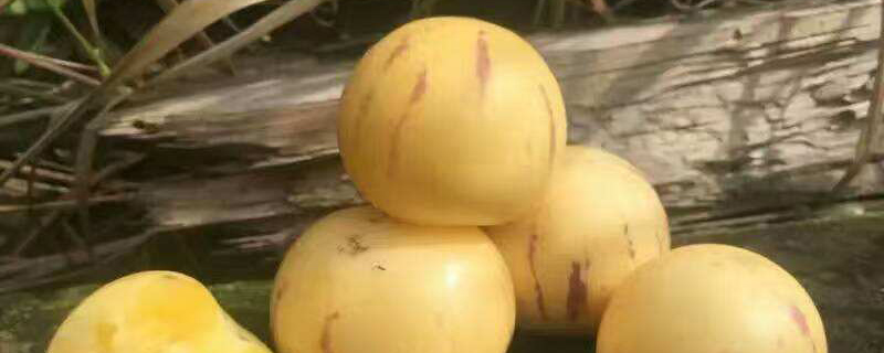 人参果的病害预防和治疗