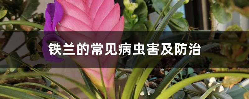 铁兰的常见病虫害及预防和治疗