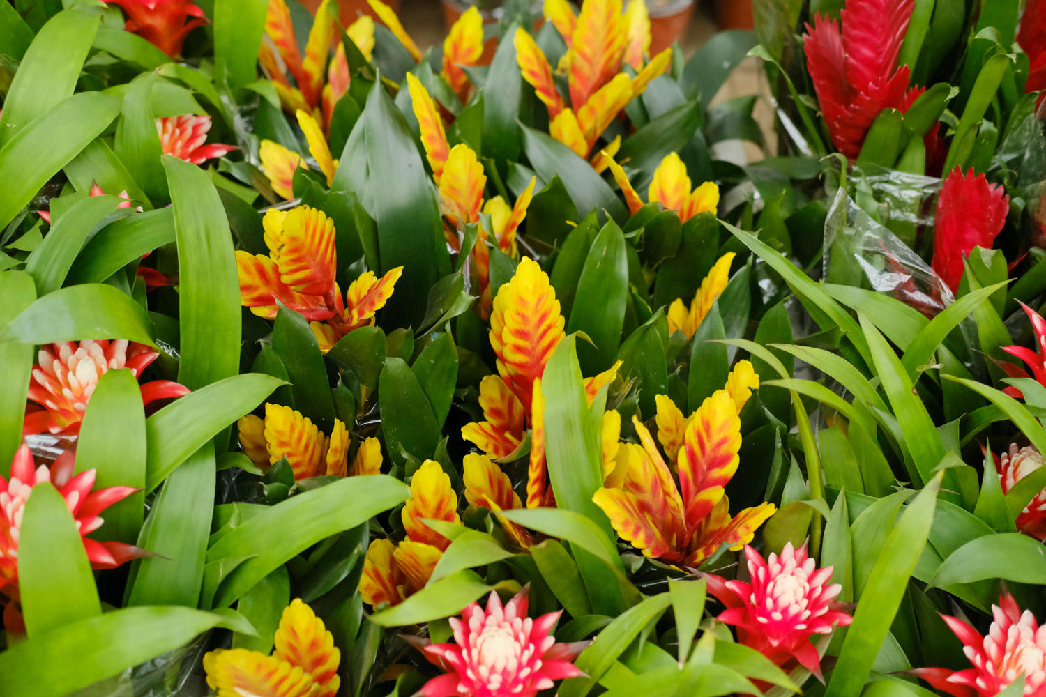 铁兰的常见病虫害及预防和治疗