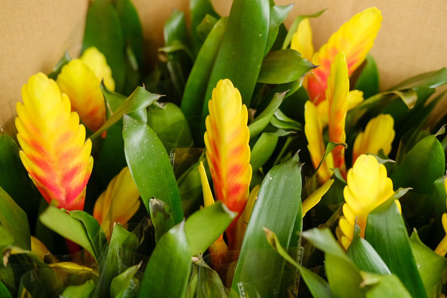 铁兰的常见病虫害及预防和治疗