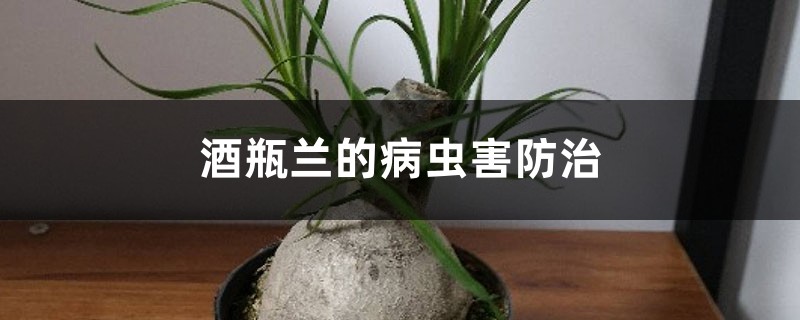 酒瓶兰的病虫害预防和治疗