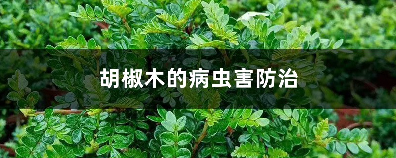 胡椒木的病虫害预防和治疗