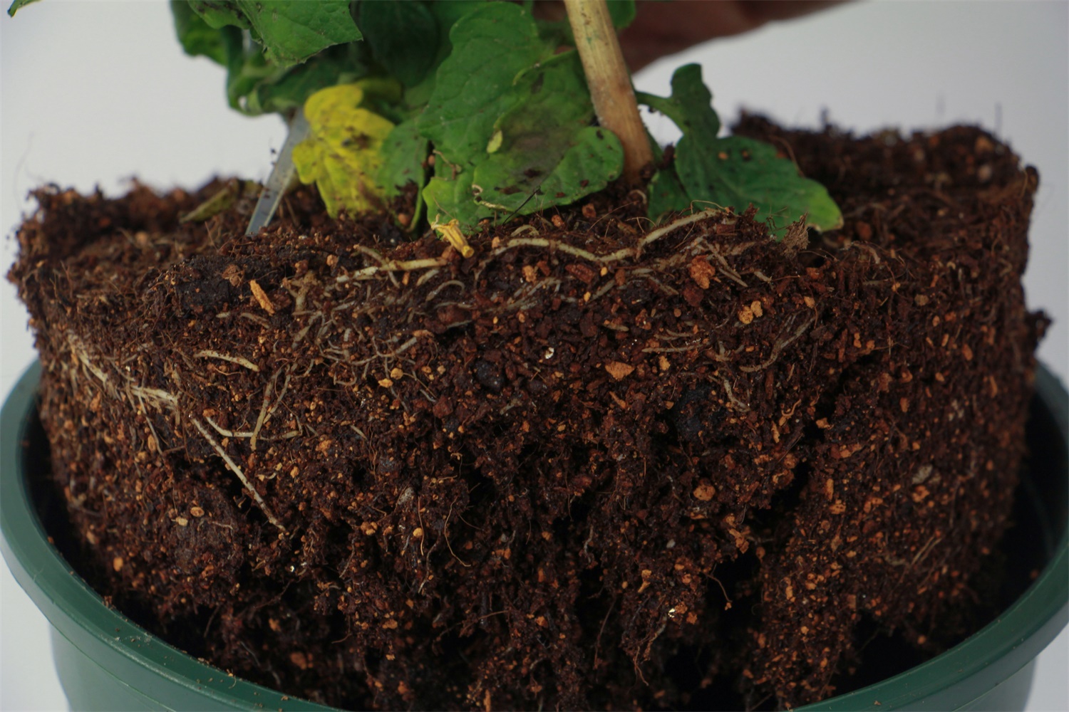 番茄的病虫害预防和治疗