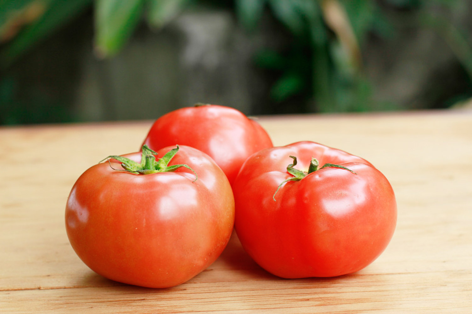 番茄的病虫害预防和治疗