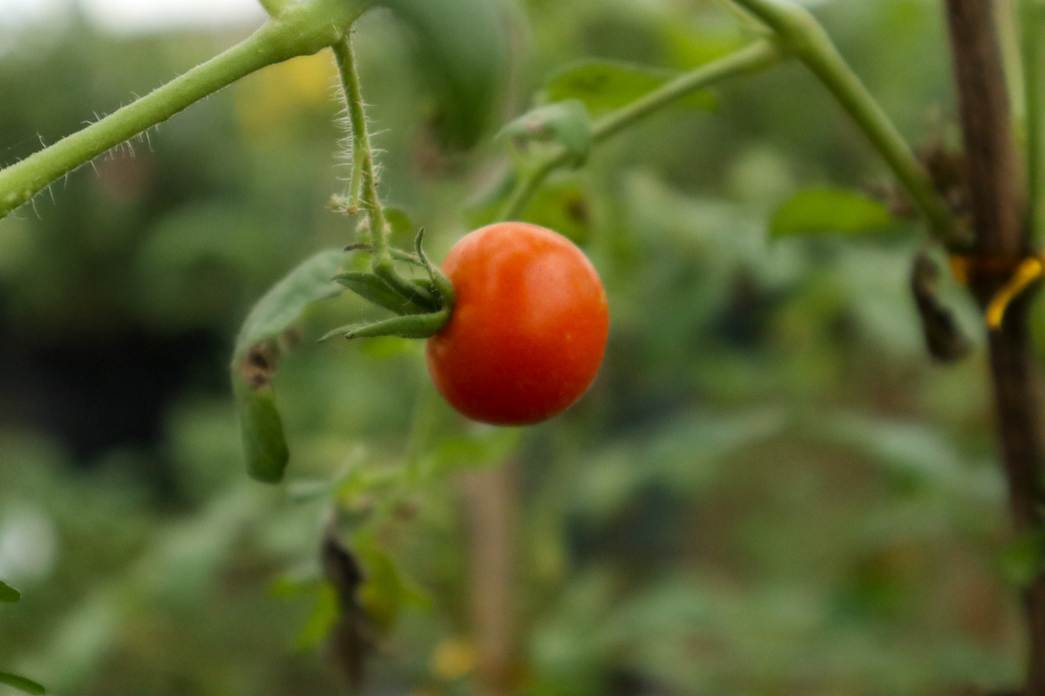 番茄的病虫害预防和治疗