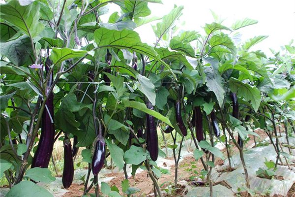 茄子的病虫害及其预防和治疗