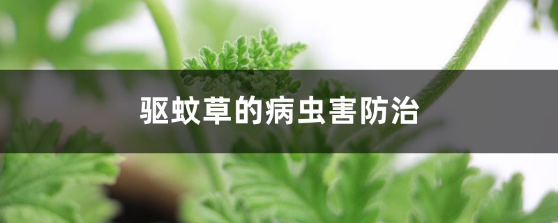 驱蚊草的病虫害预防和治疗