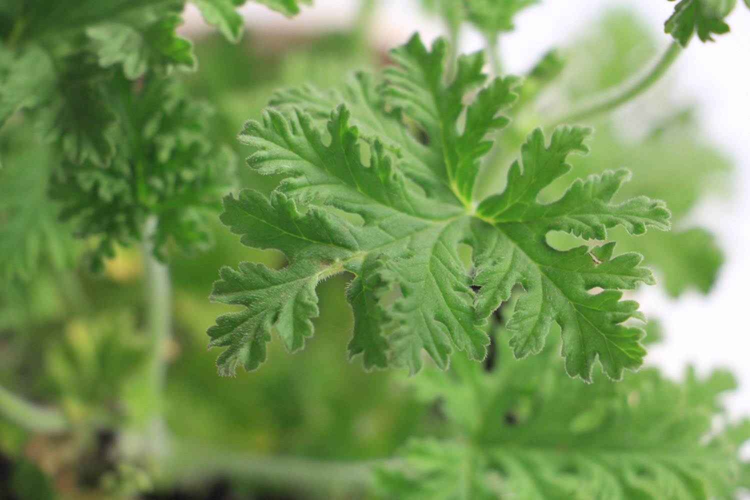 驱蚊草的病虫害预防和治疗