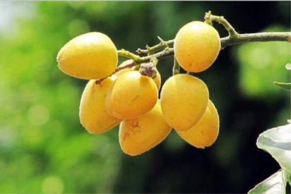 黄皮的病虫害预防和治疗