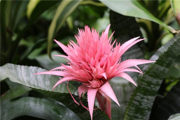 美叶光萼荷的病虫害预防和治疗