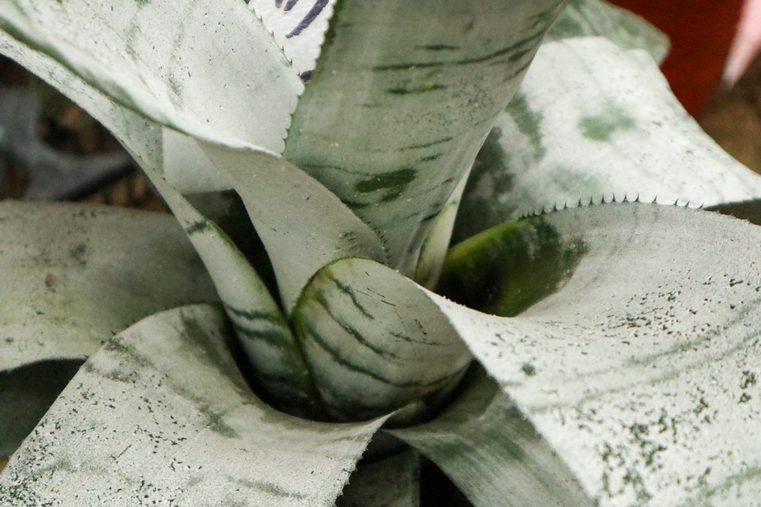 美叶光萼荷的病虫害预防和治疗