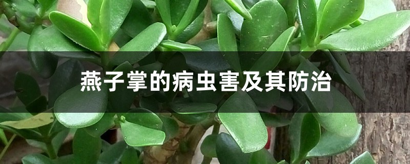 燕子掌的病虫害及其预防和治疗