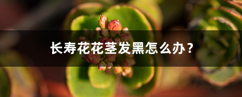 长寿花花茎发黑如何办？