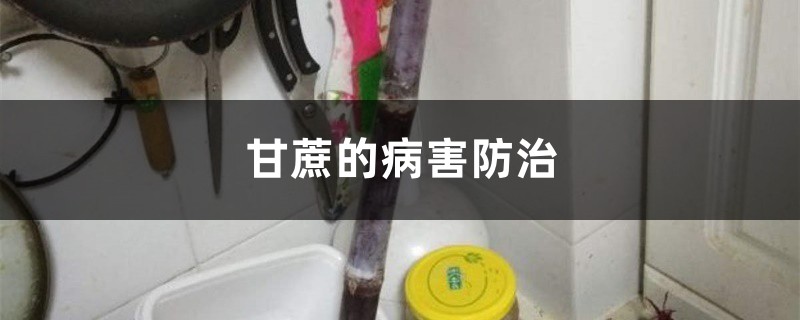 甘蔗的病害预防和治疗