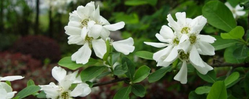 白鹃梅的病虫害预防和治疗