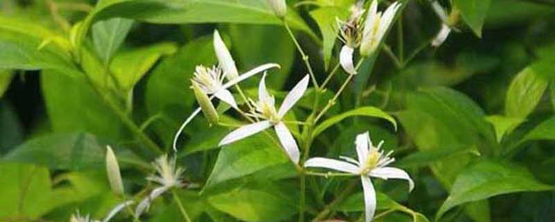 甘草的病虫害预防和治疗