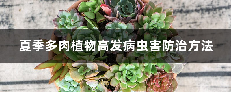 夏季多肉植物高发病虫害预防和治疗办法