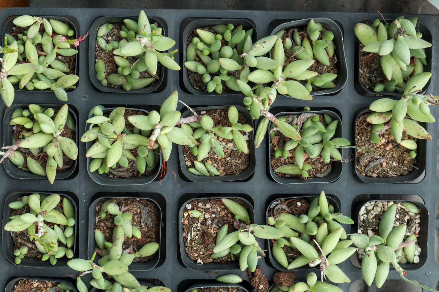 夏季多肉植物高发病虫害预防和治疗办法