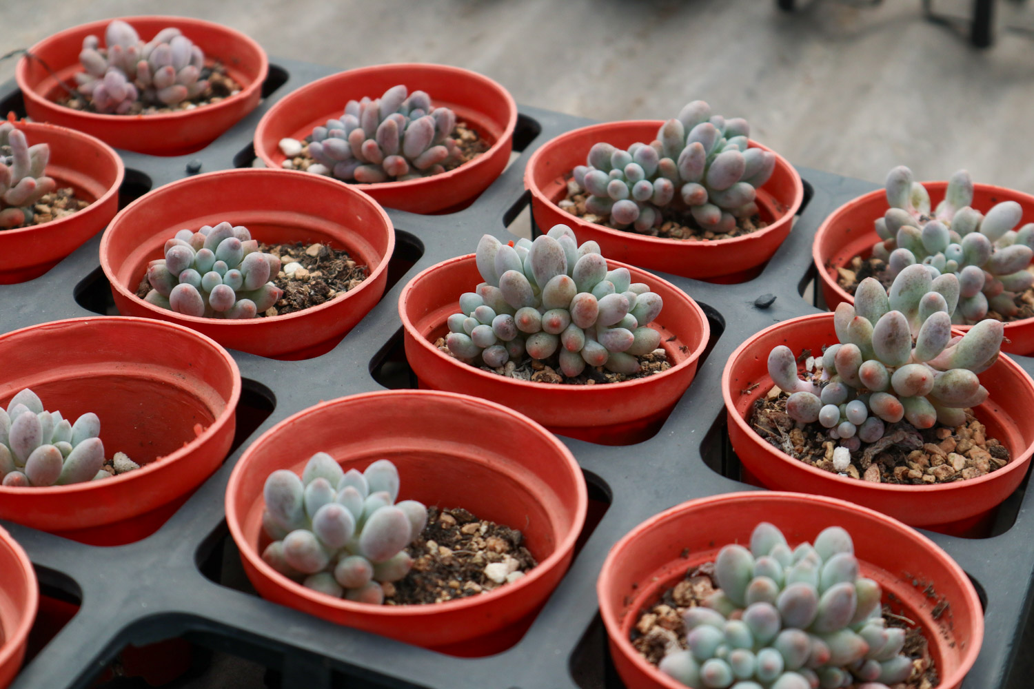 夏季多肉植物高发病虫害预防和治疗办法