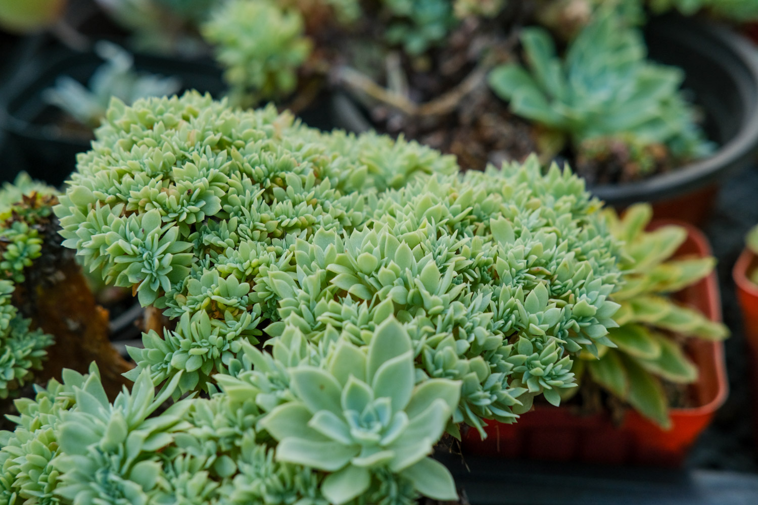 夏季多肉植物高发病虫害预防和治疗办法