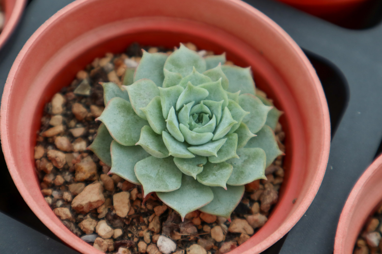 夏季多肉植物高发病虫害预防和治疗办法
