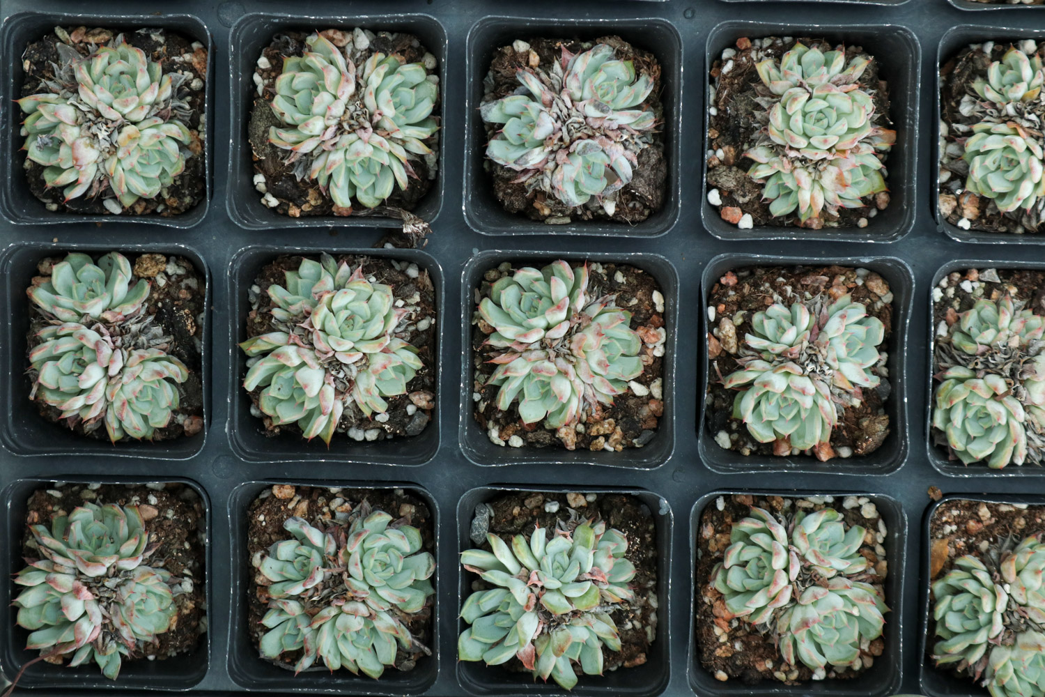 夏季多肉植物高发病虫害预防和治疗办法