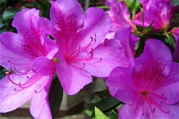 马银花的病虫害预防和治疗