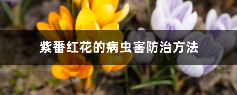 紫番红花的病虫害预防和治疗