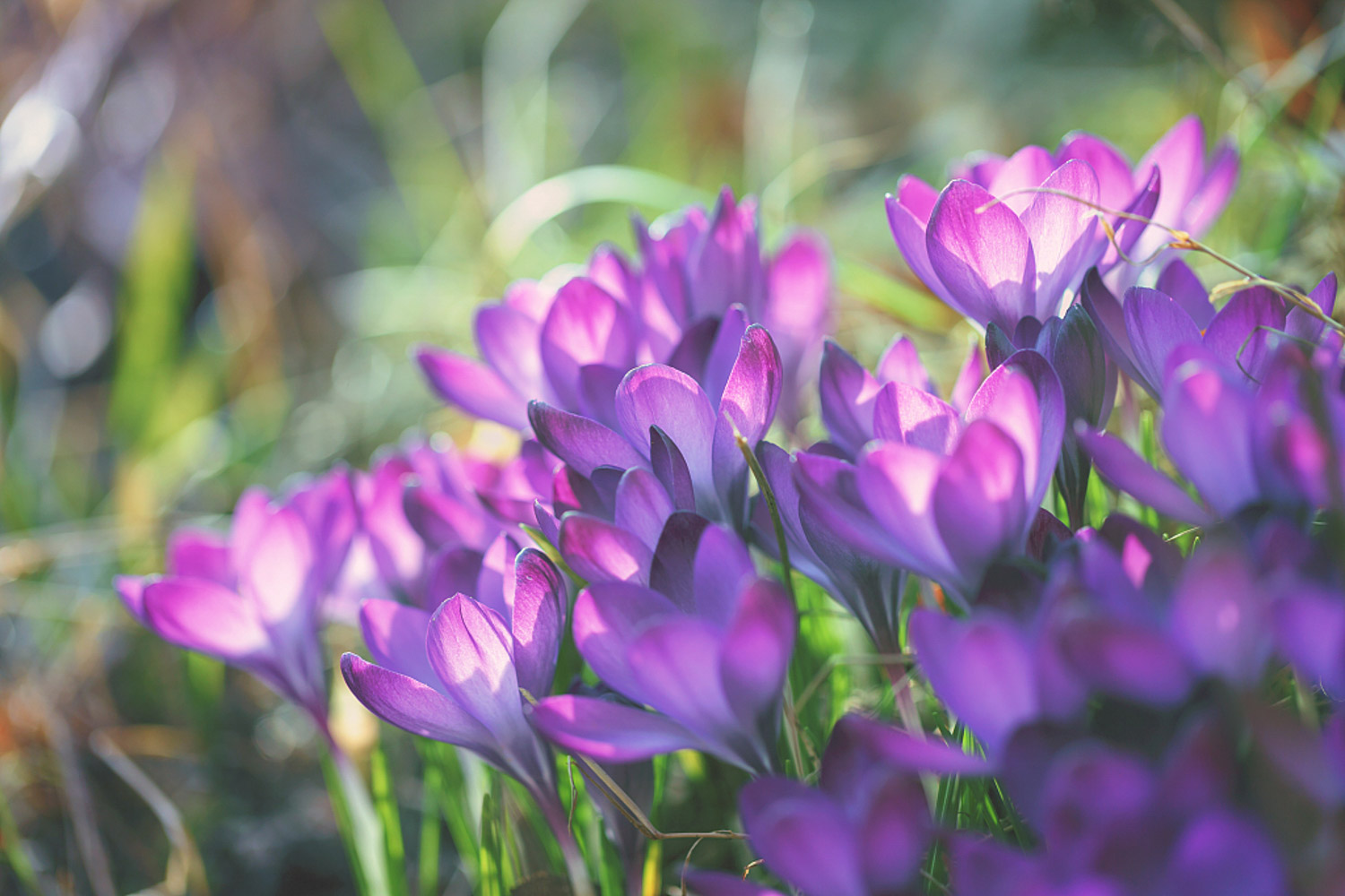 紫番红花的病虫害预防和治疗