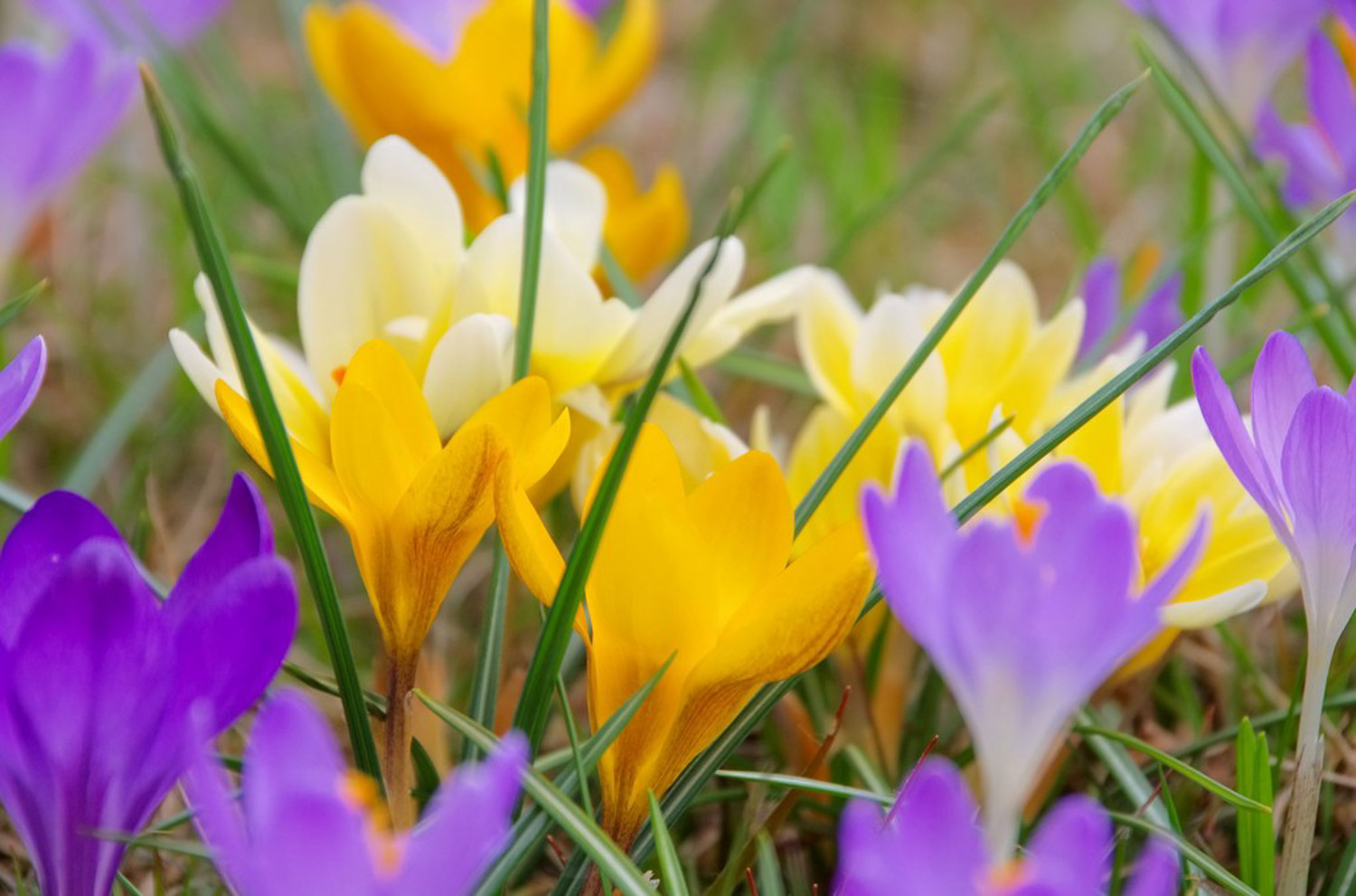 紫番红花的病虫害预防和治疗