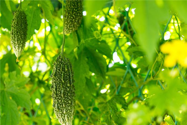 苦瓜的病害预防和治疗