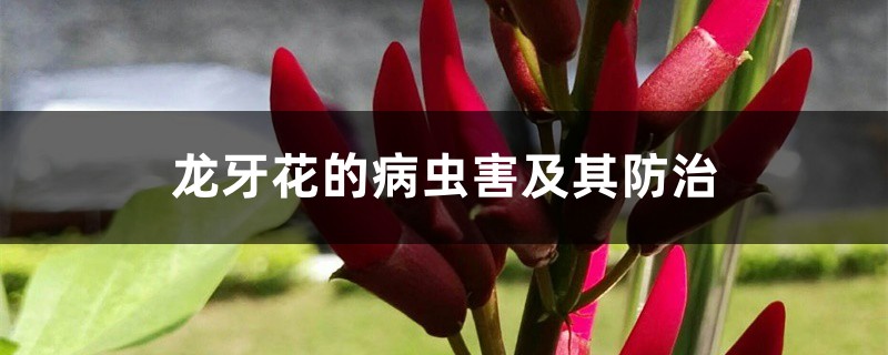 龙牙花的病虫害及其预防和治疗