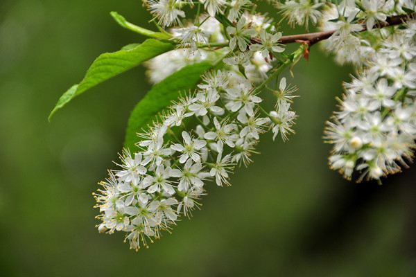 稠李病害及其预防和治疗