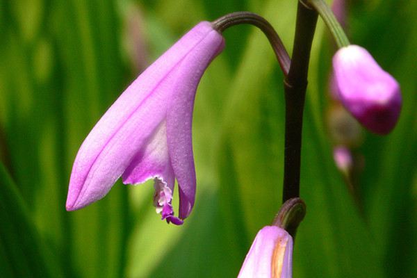 朱兰的病虫害及其预防和治疗