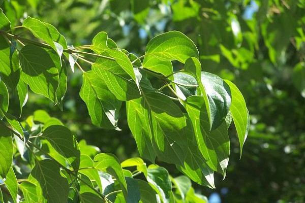 毛梾木的病虫害及其预防和治疗