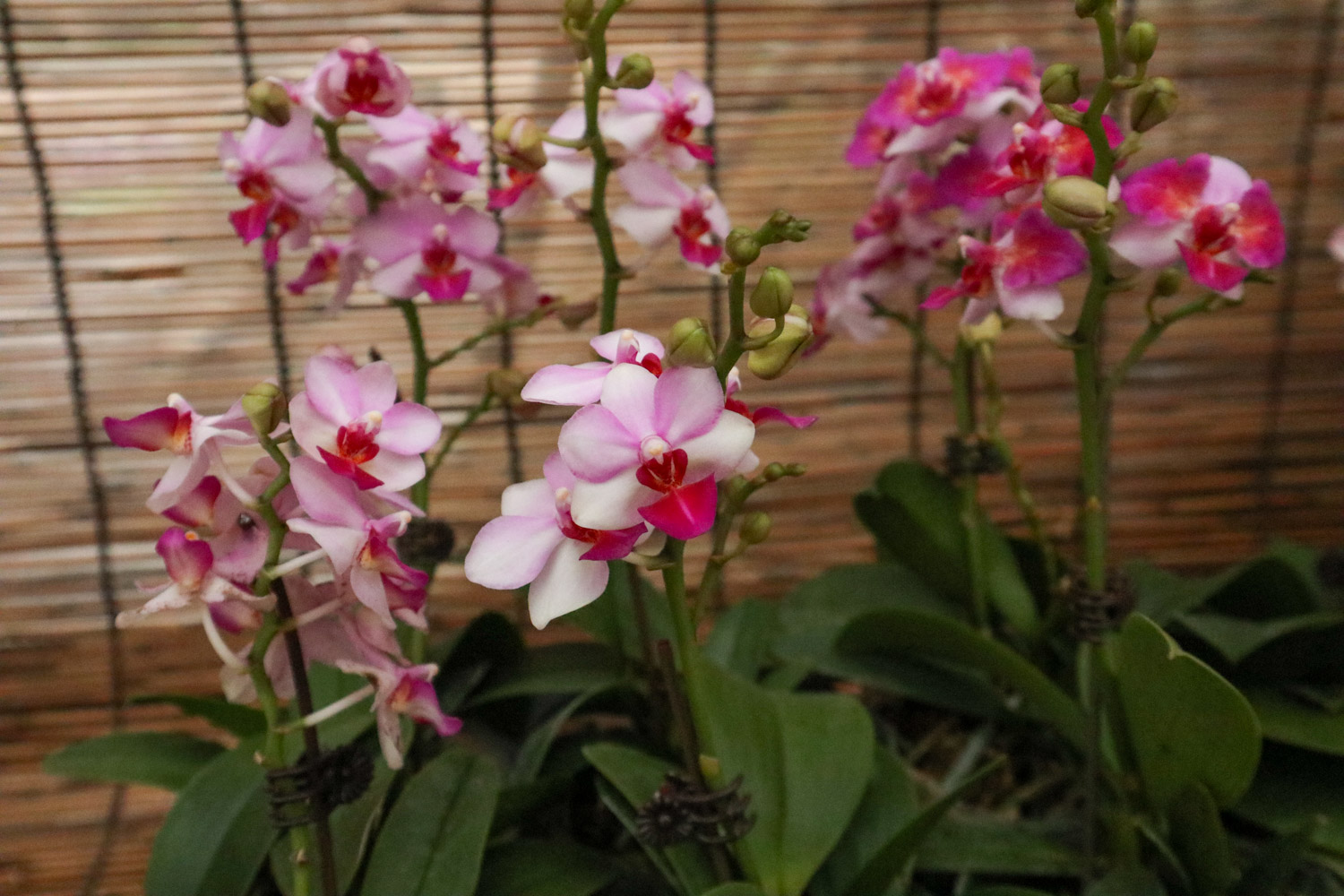 蝴蝶兰灰霉病症状识别与预防和治疗