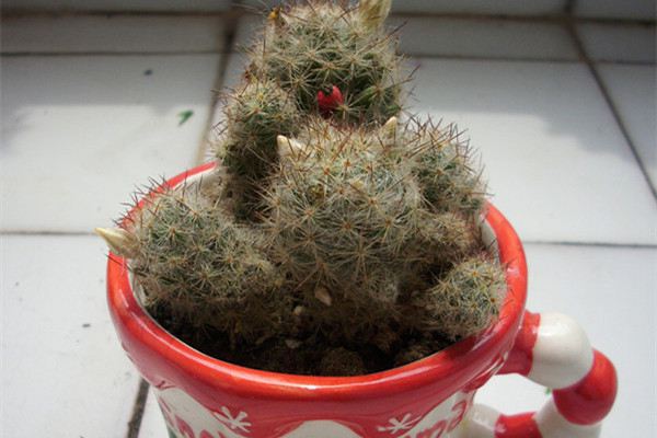 松霞的病虫害预防和治疗