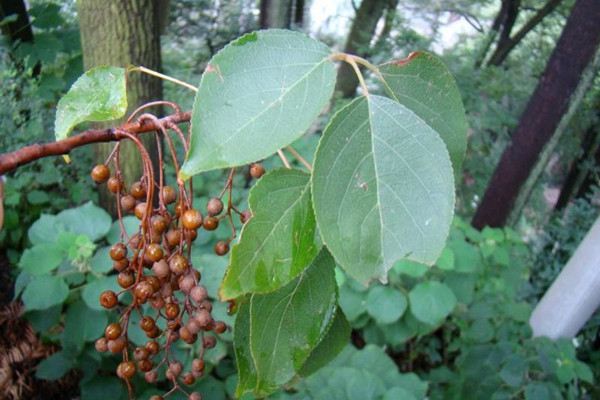 重阳木病害及其预防和治疗