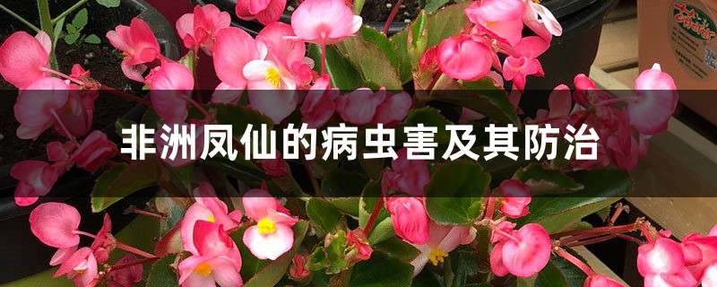 非洲凤仙的病虫害及其预防和治疗