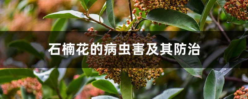 石楠花的病虫害及其预防和治疗