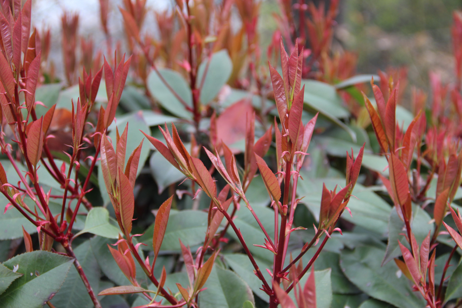 石楠花的病虫害及其预防和治疗