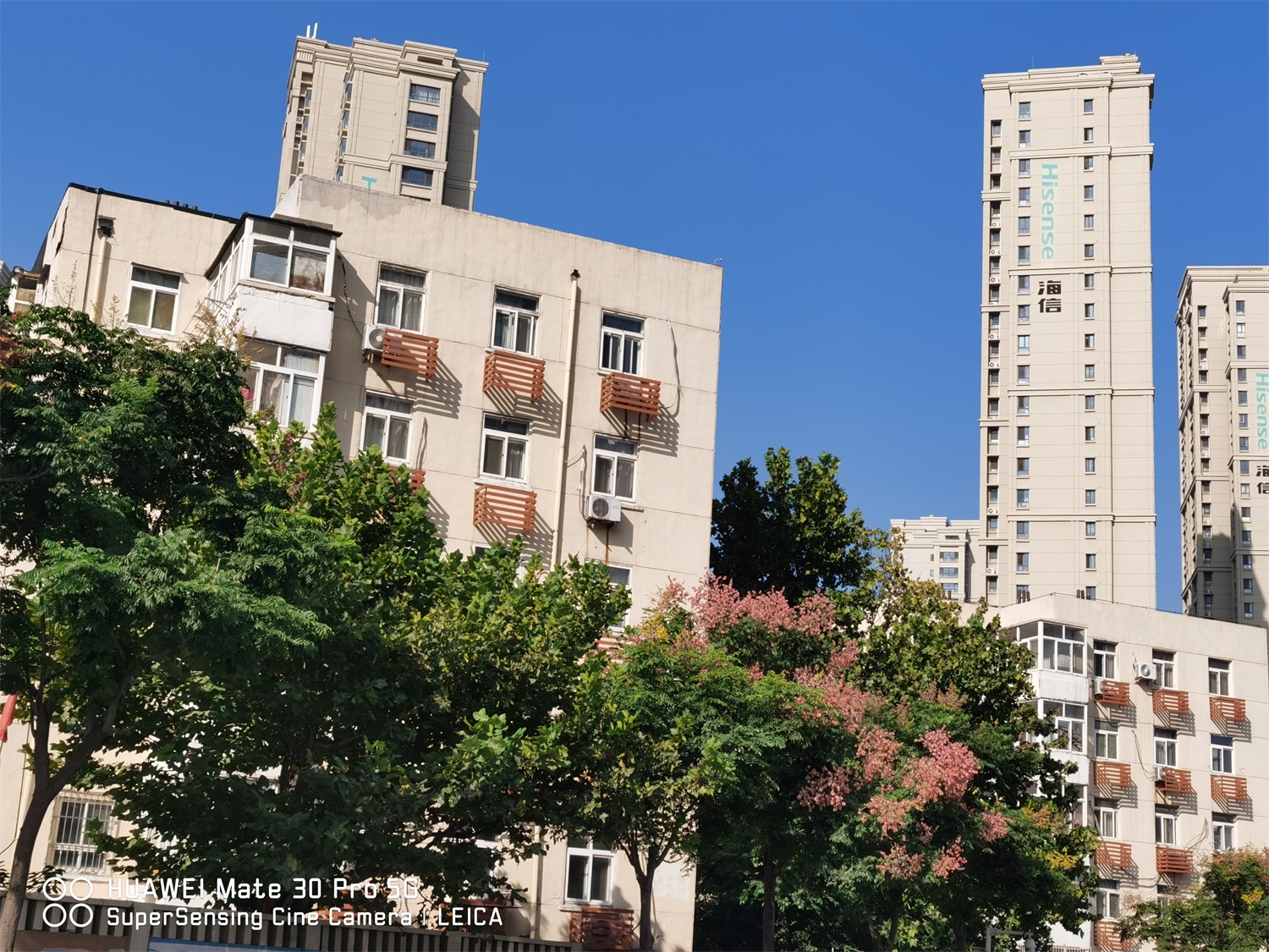 栾树常见病虫害及其预防和治疗办法