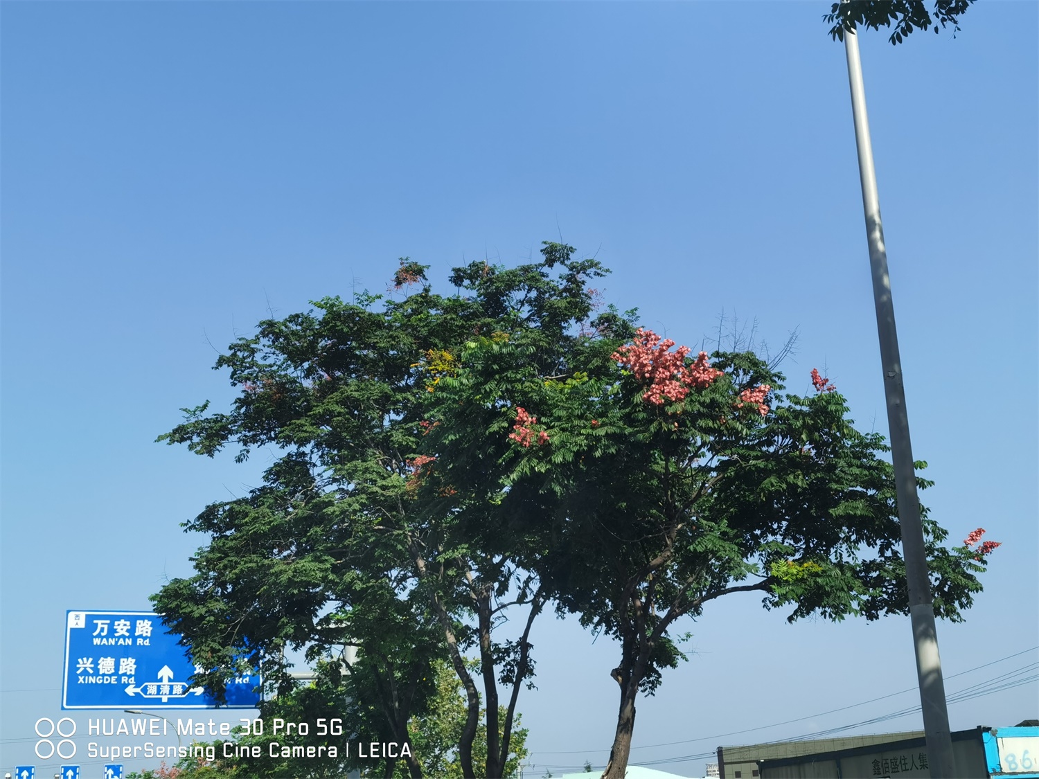 栾树常见病虫害及其预防和治疗办法