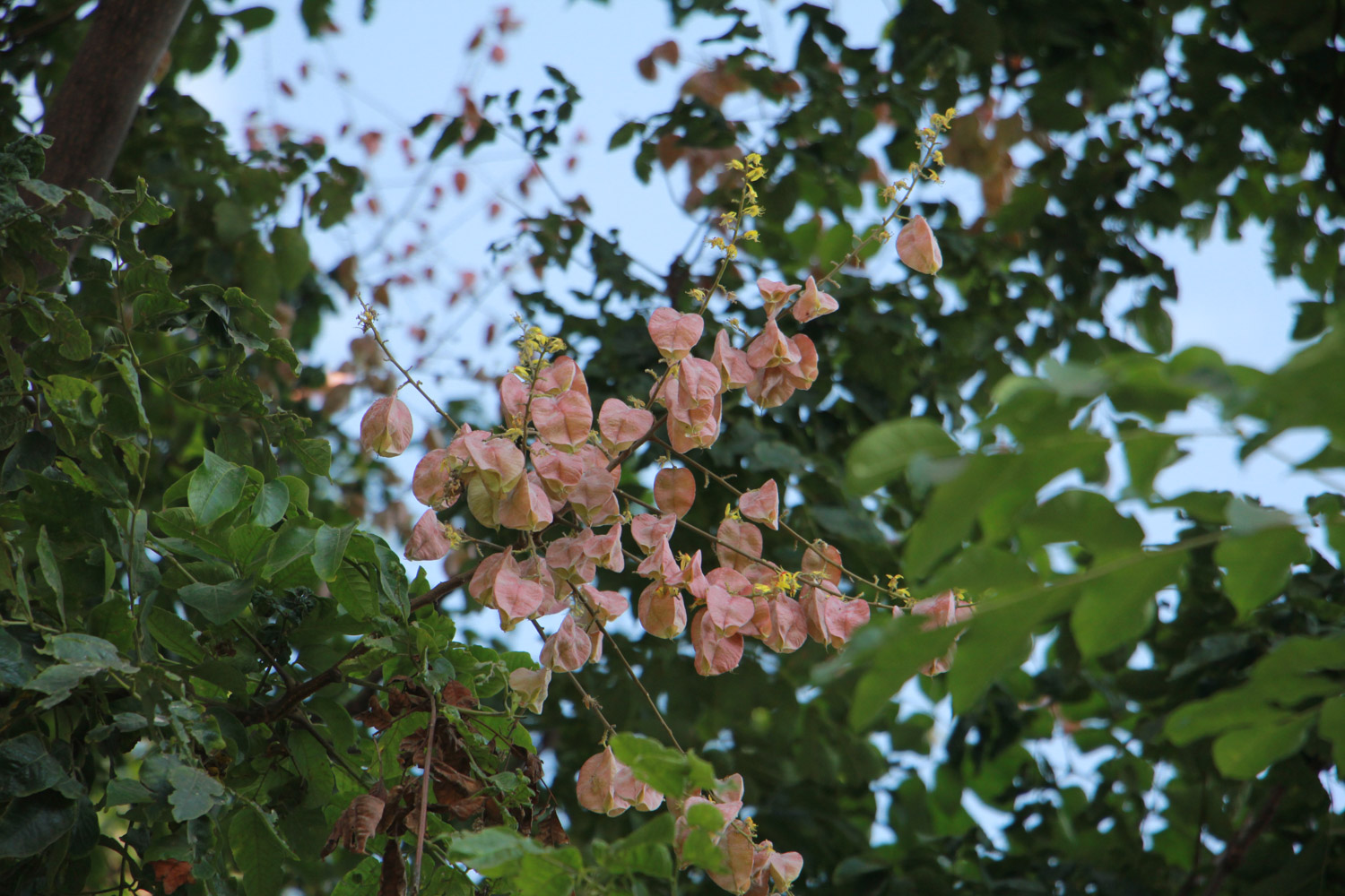 栾树常见病虫害及其预防和治疗办法