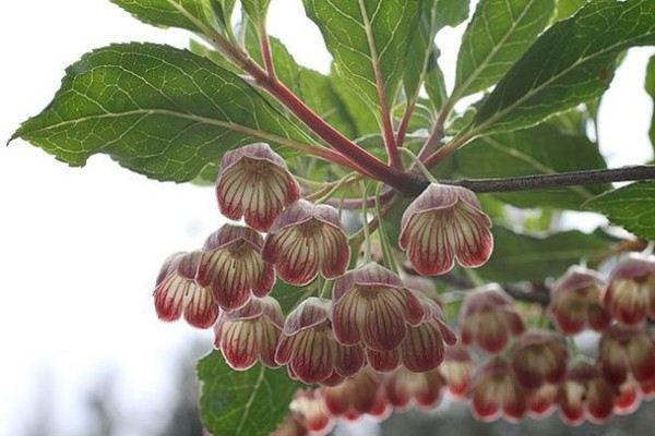 灯笼树常见病虫害及其预防和治疗办法