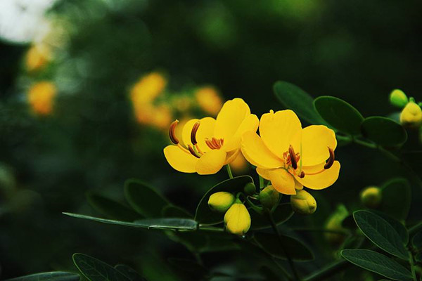 黄槐决明病害预防和治疗办法